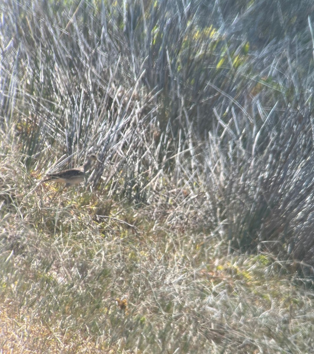 præriesnipe - ML646338979