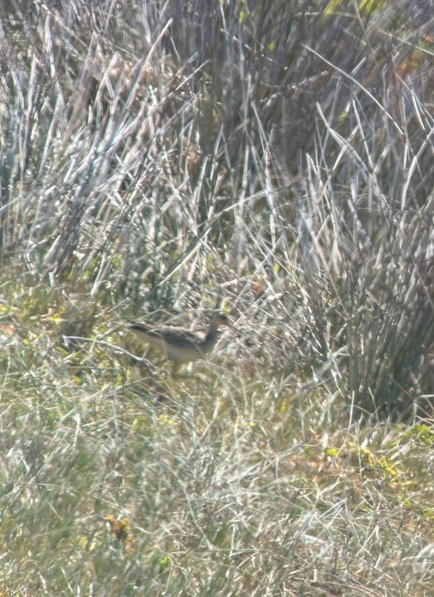 præriesnipe - ML646338980