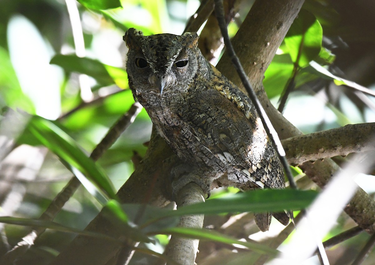 African Scops-Owl - ML646338982
