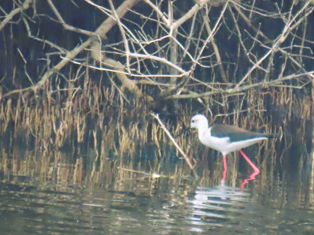 Zankaluze eurasiarra - ML646338983