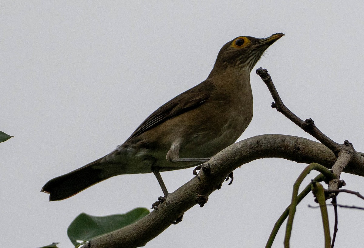 Желтоглазый дрозд - ML646338984