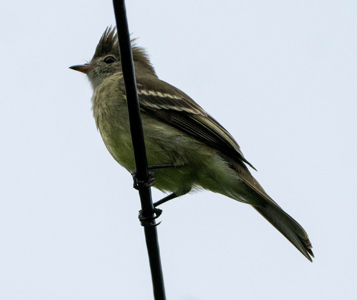 Yellow-bellied Elaenia - ML646338985