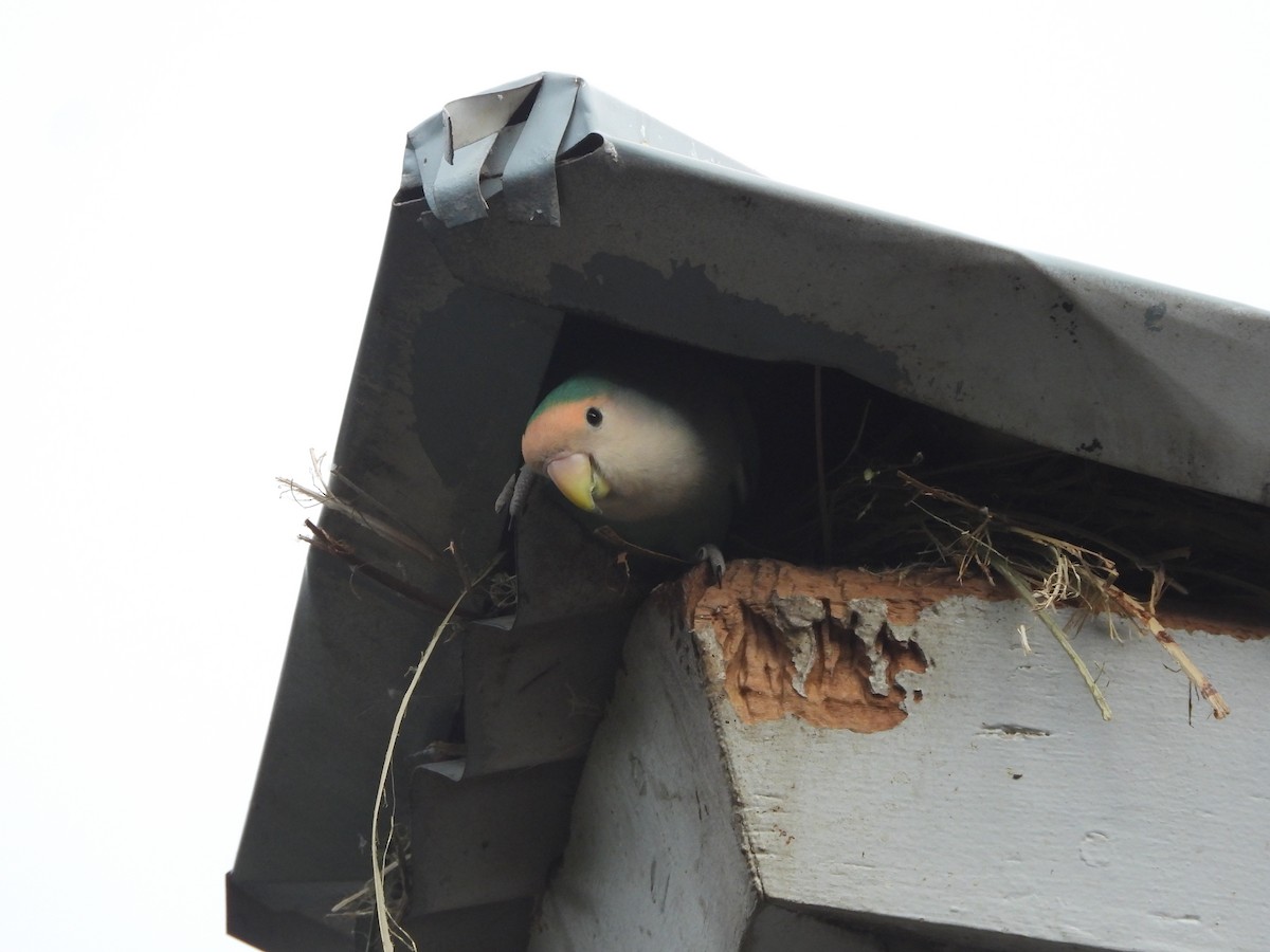 Rosy-faced Lovebird - ML646338986