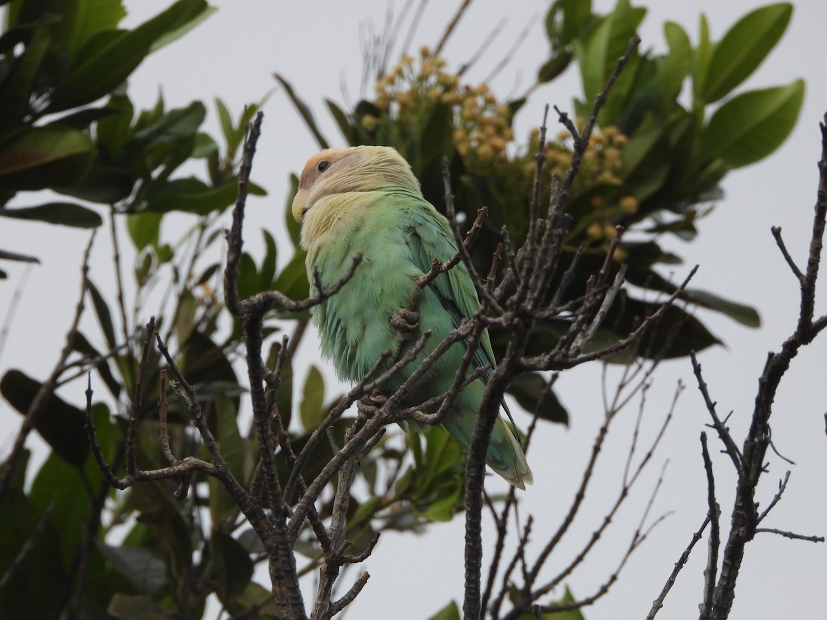 Rosy-faced Lovebird - ML646338987