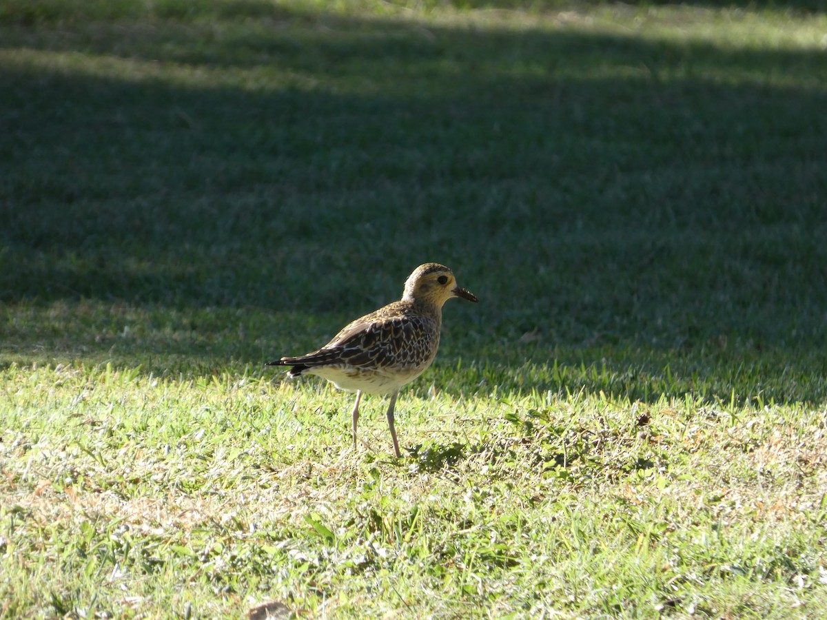 Pacific Golden-Plover - ML646338988