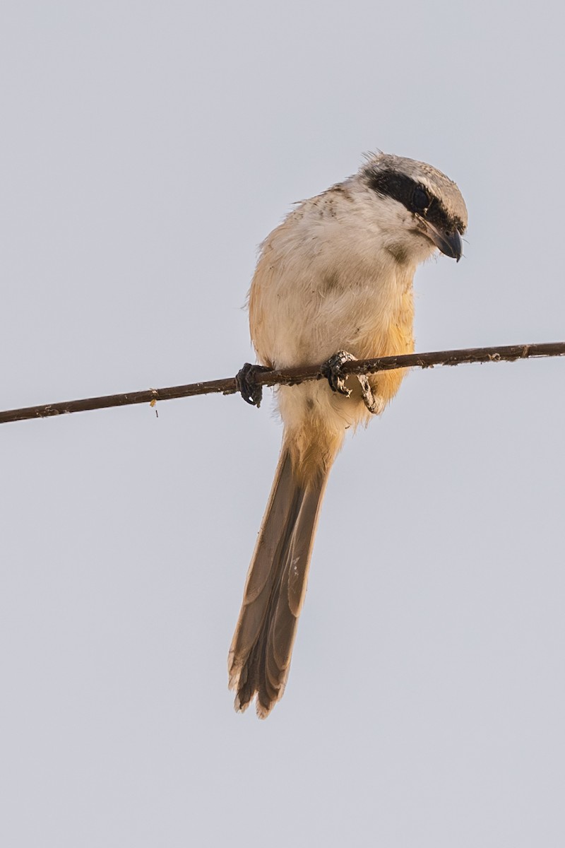 Alcaudón Schach - ML646338989