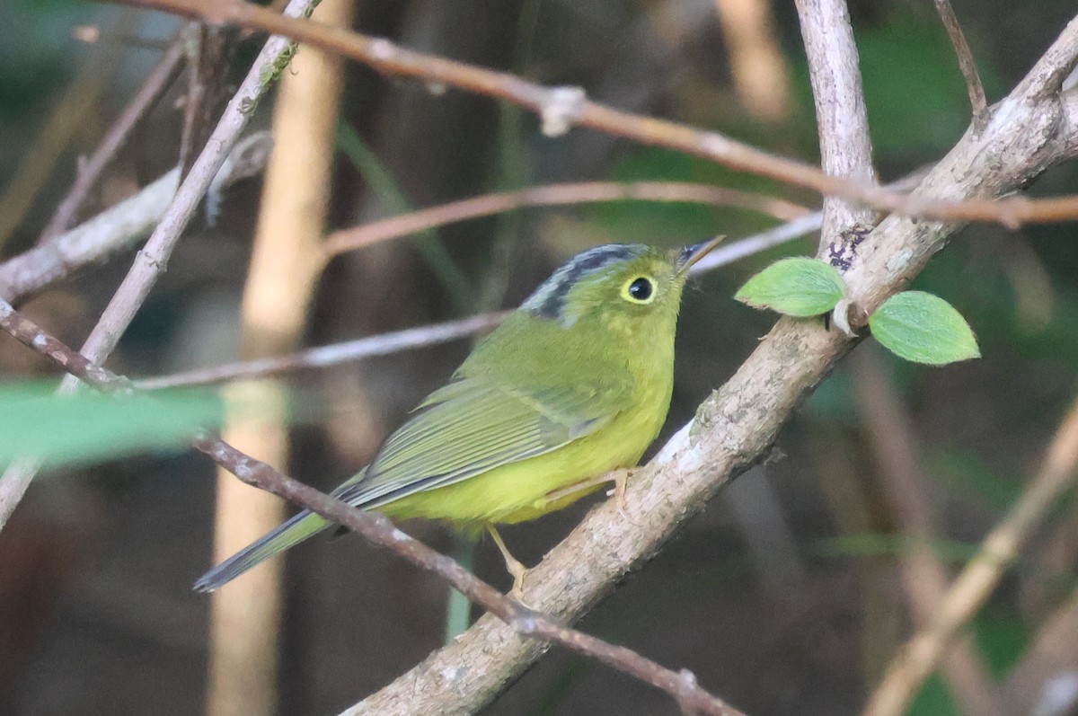 Bianchi's Warbler - ML646338990