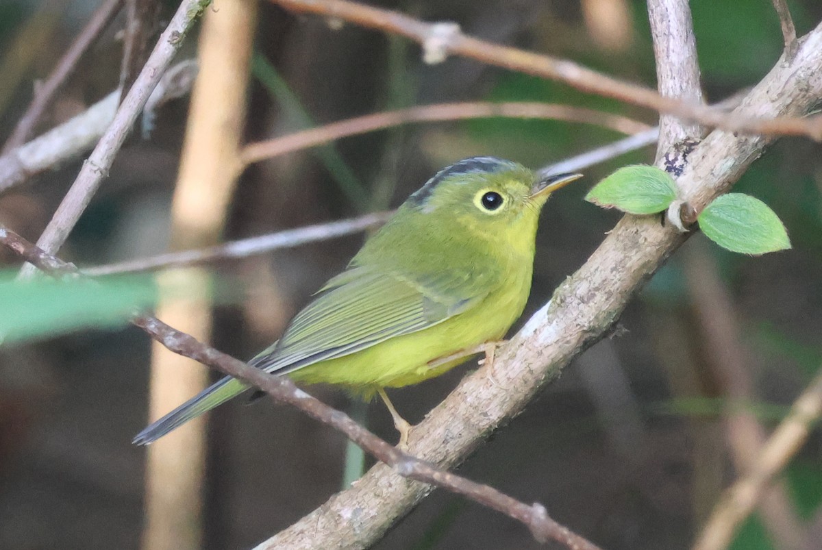 Bianchi's Warbler - ML646338991