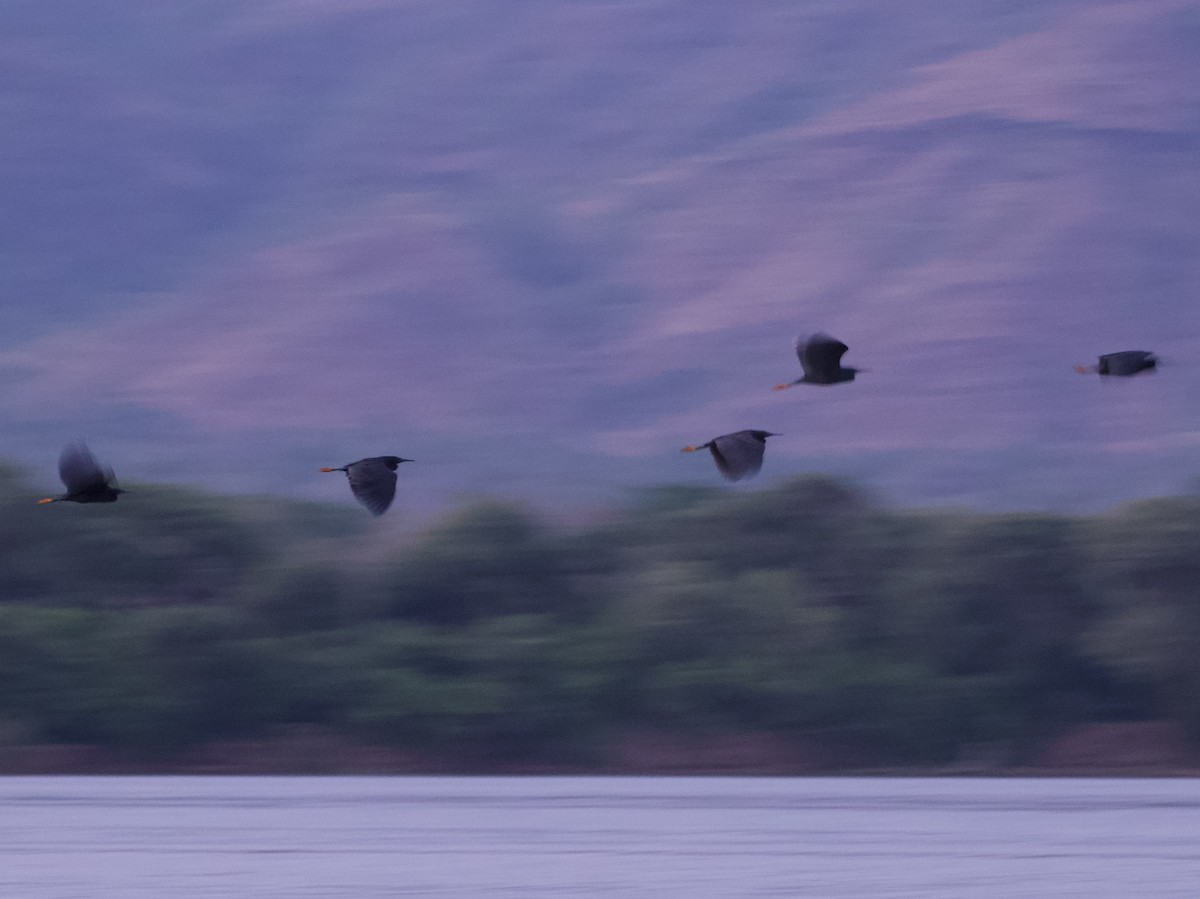 Black Heron - ML646338992