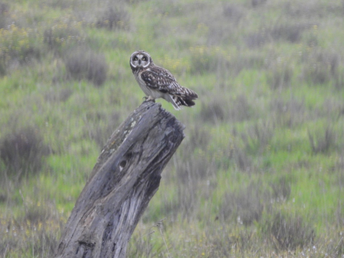 Short-eared Owl - ML646339009