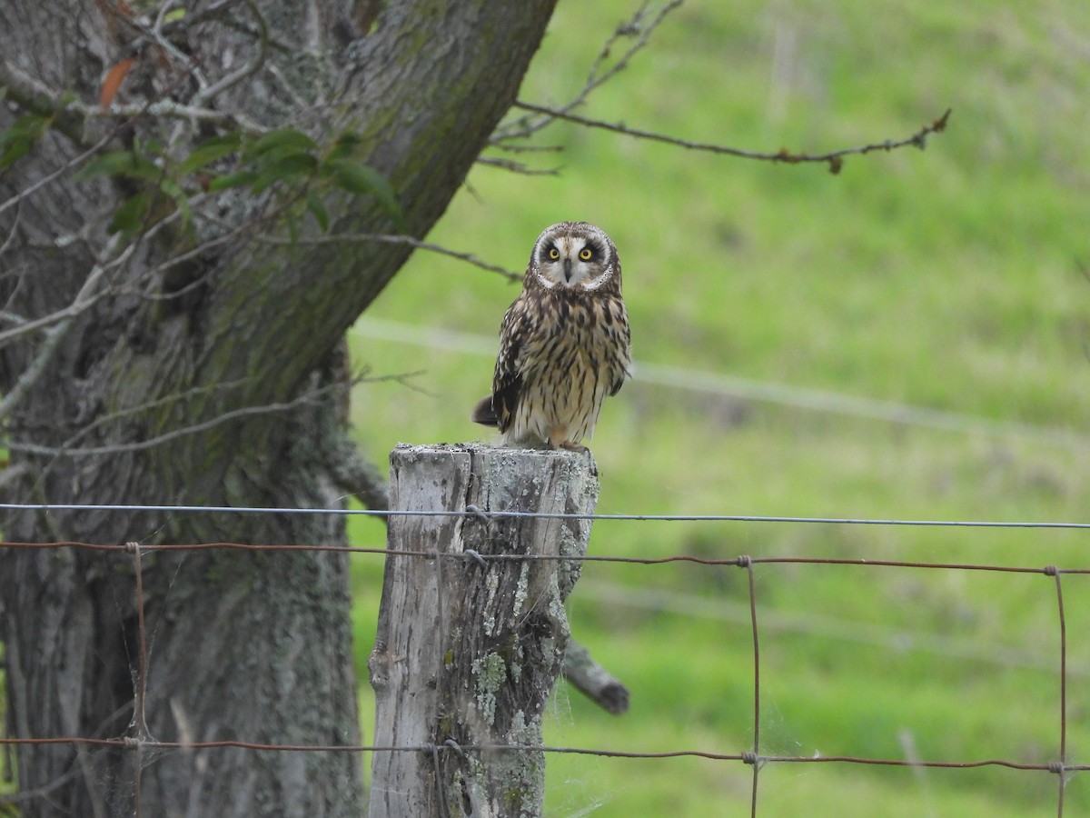 Short-eared Owl - ML646339010