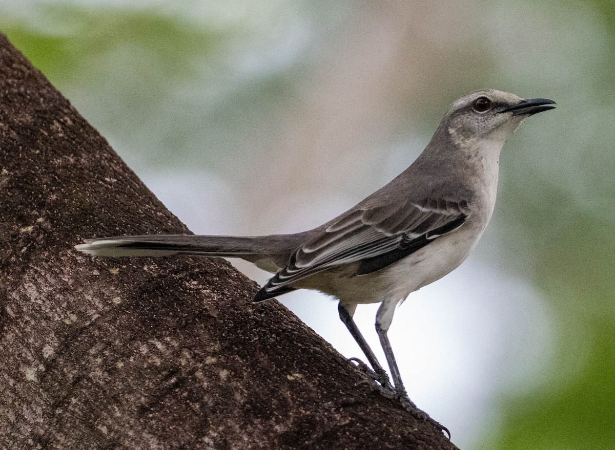 Tropical Mockingbird - ML646339011