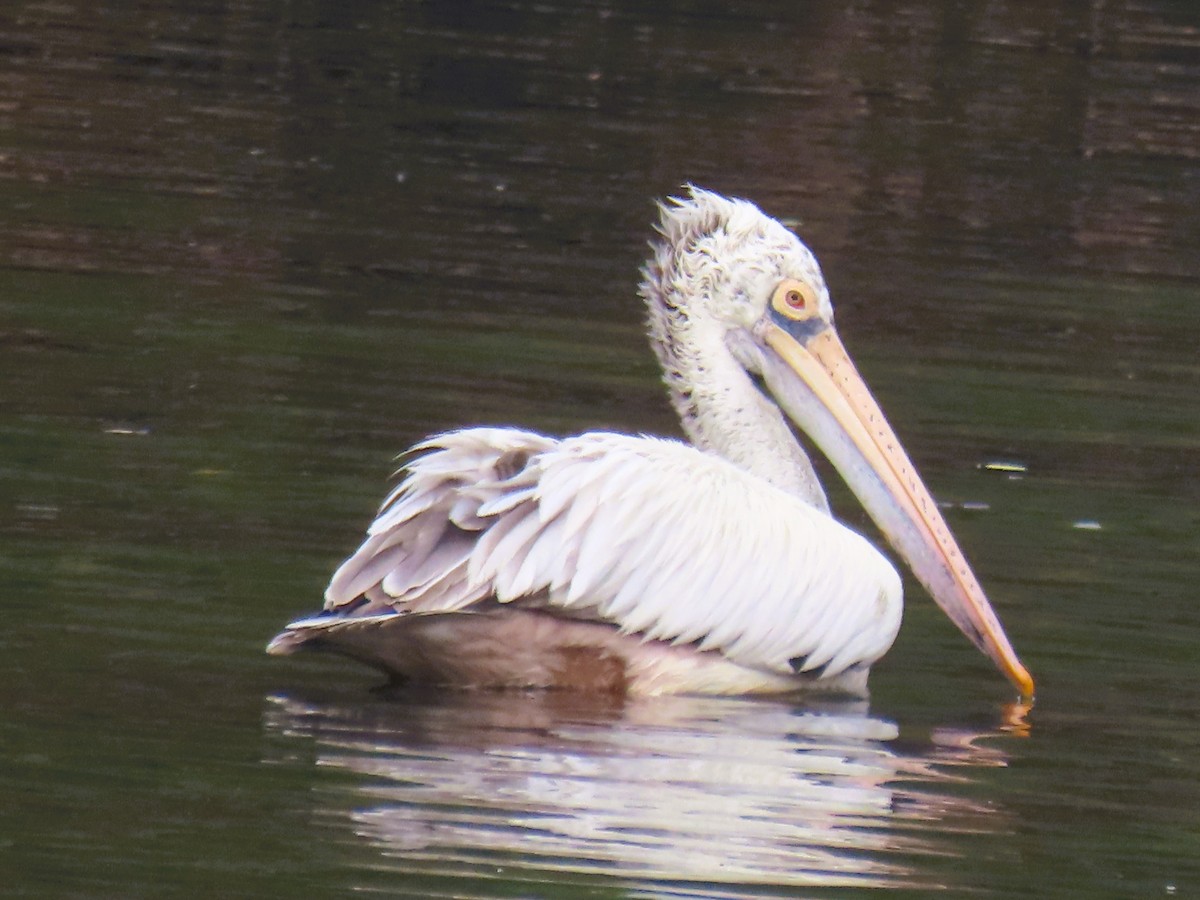 Hint Pelikanı - ML646339012