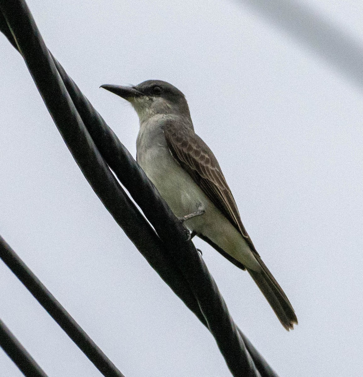 Gray Kingbird - ML646339014