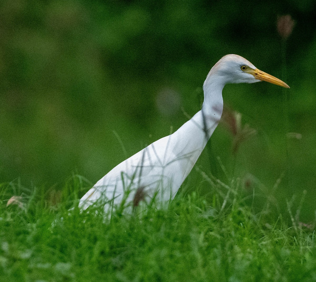 Western Cattle-Egret - ML646339016