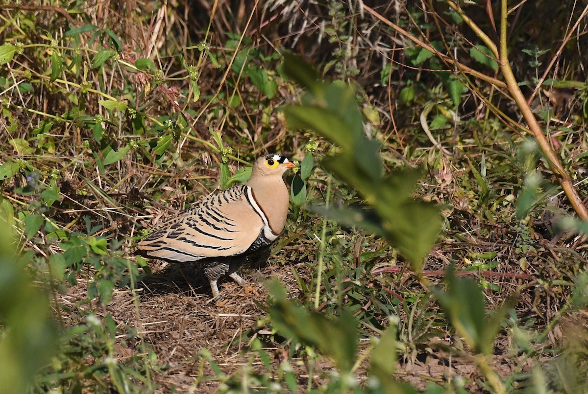 Four-banded Sandgrouse - ML646339018