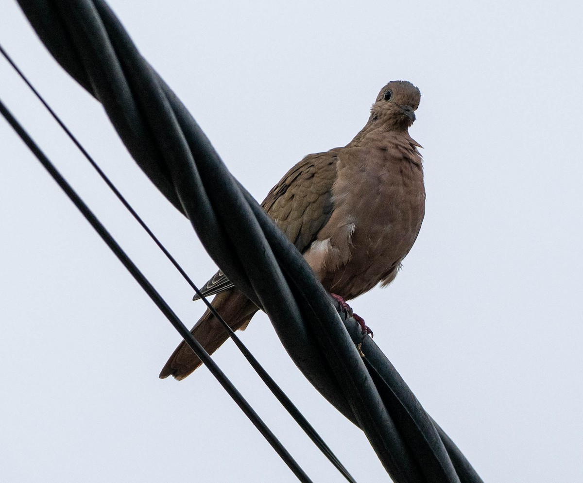 Eared Dove - ML646339019