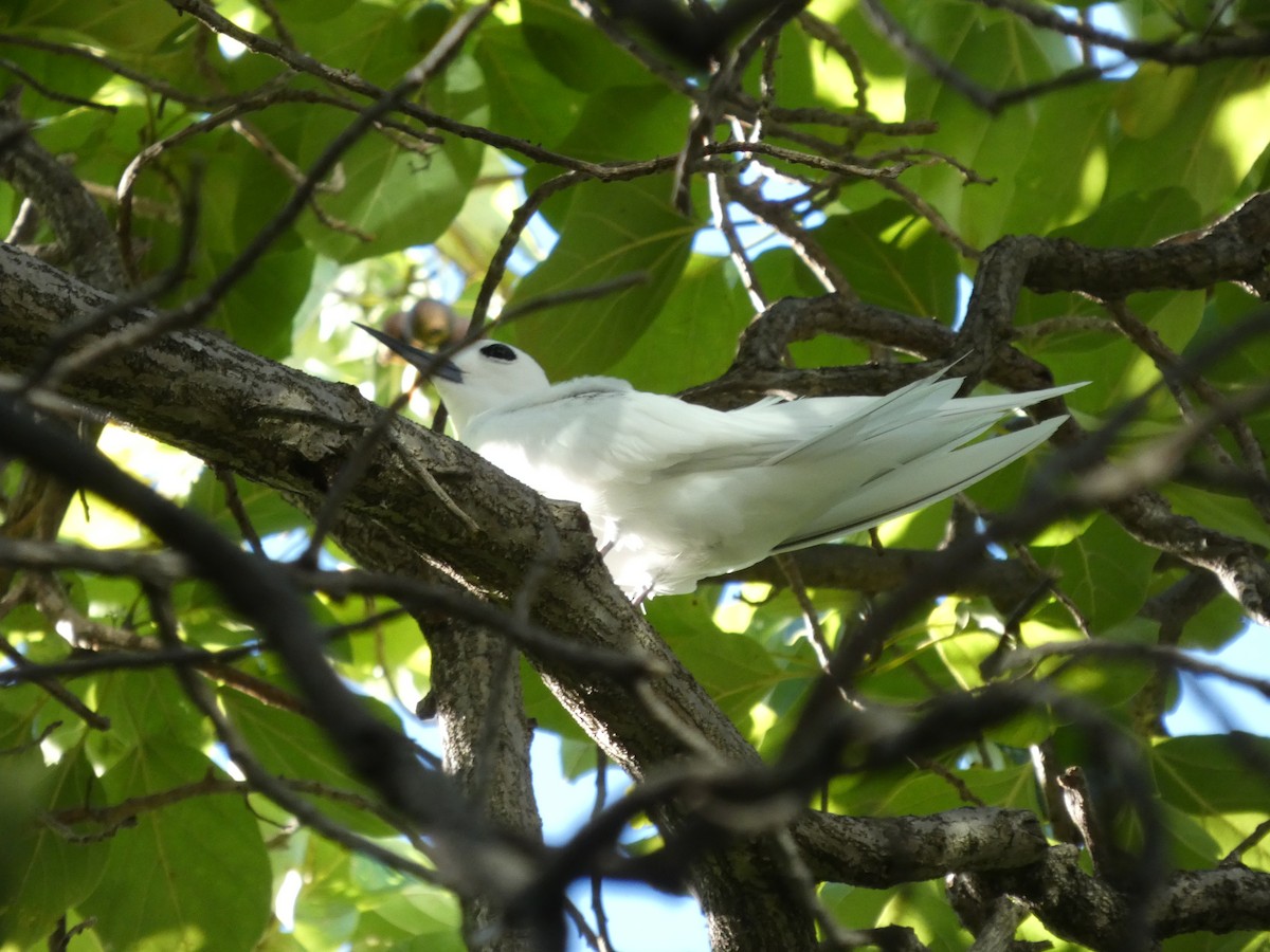 Blue-billed White-Tern - ML646339020
