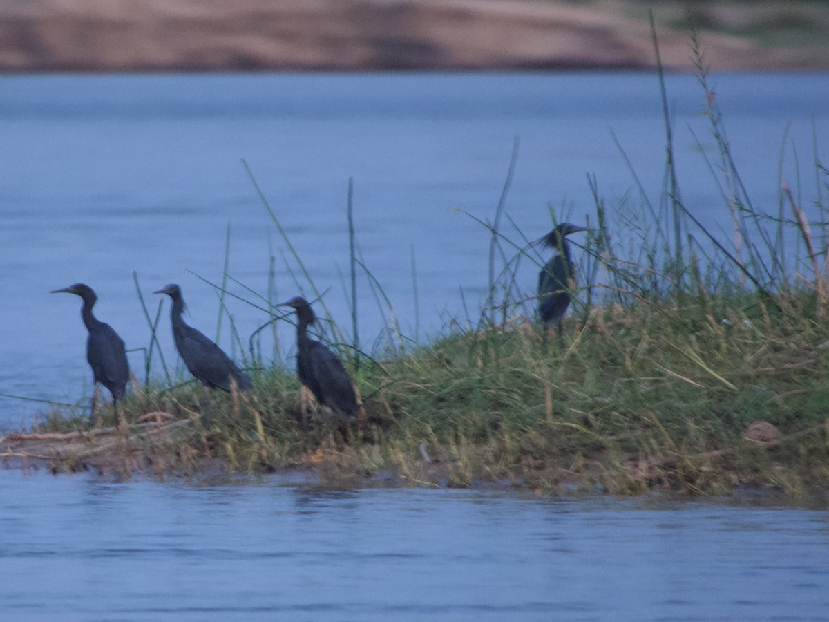 Black Heron - ML646339021