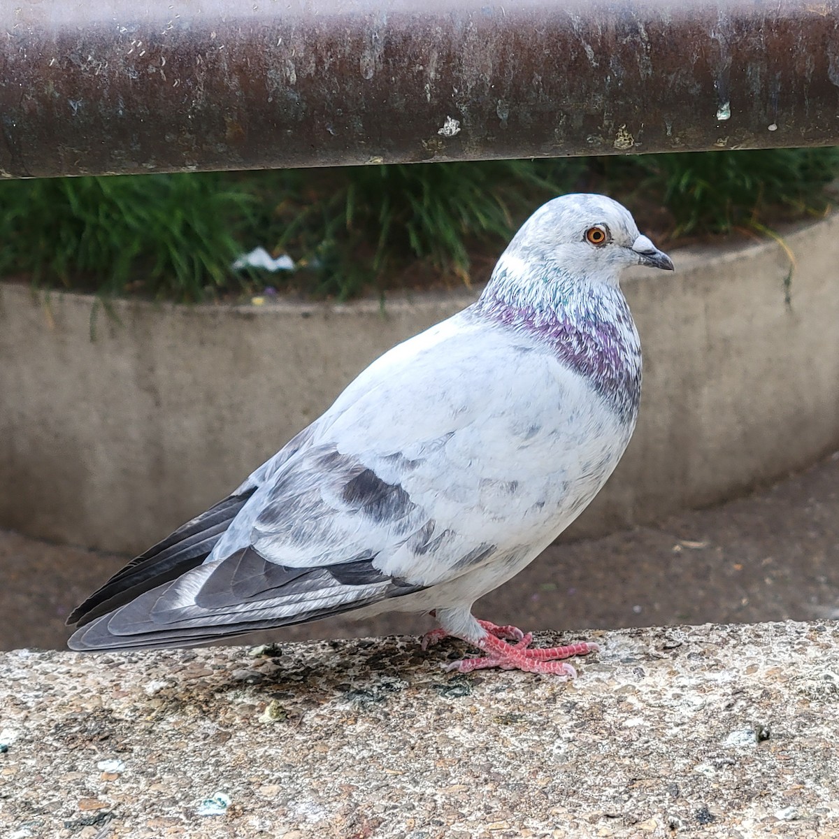 Хөхвөр тагтаа (суурин газрын) - ML646339022