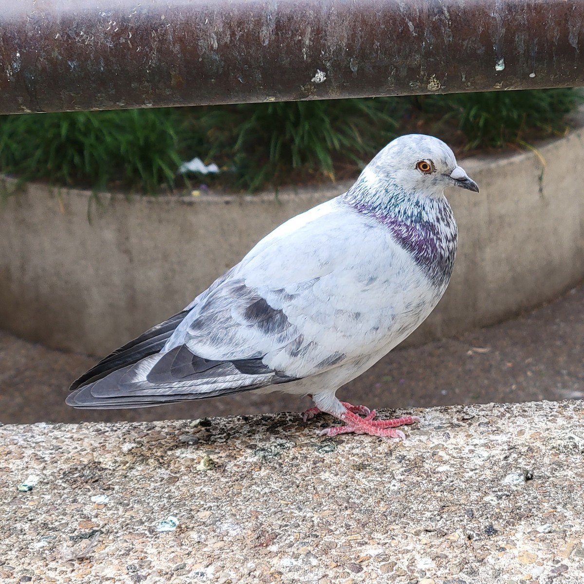 Хөхвөр тагтаа (суурин газрын) - ML646339023