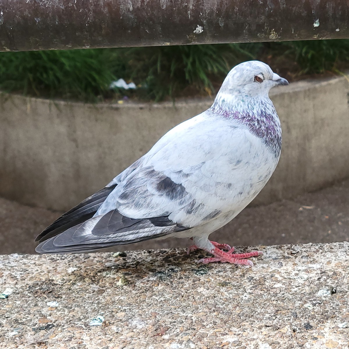 Хөхвөр тагтаа (суурин газрын) - ML646339024