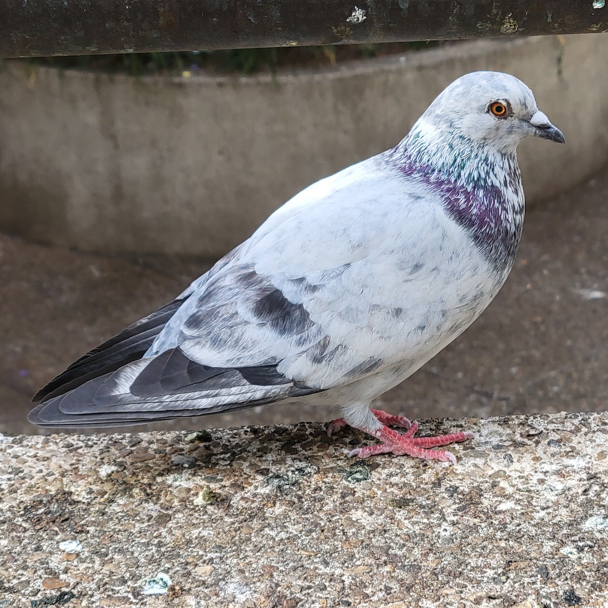 Хөхвөр тагтаа (суурин газрын) - ML646339025