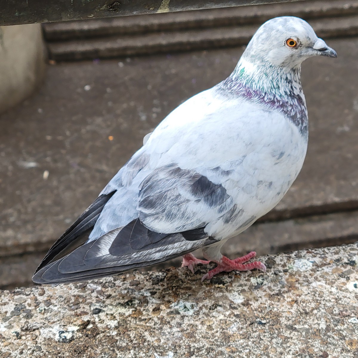 Хөхвөр тагтаа (суурин газрын) - ML646339027