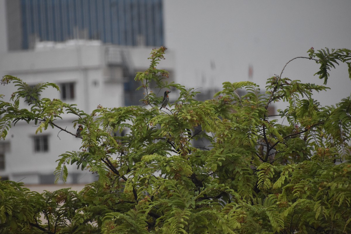 Coppersmith Barbet - ML646339028