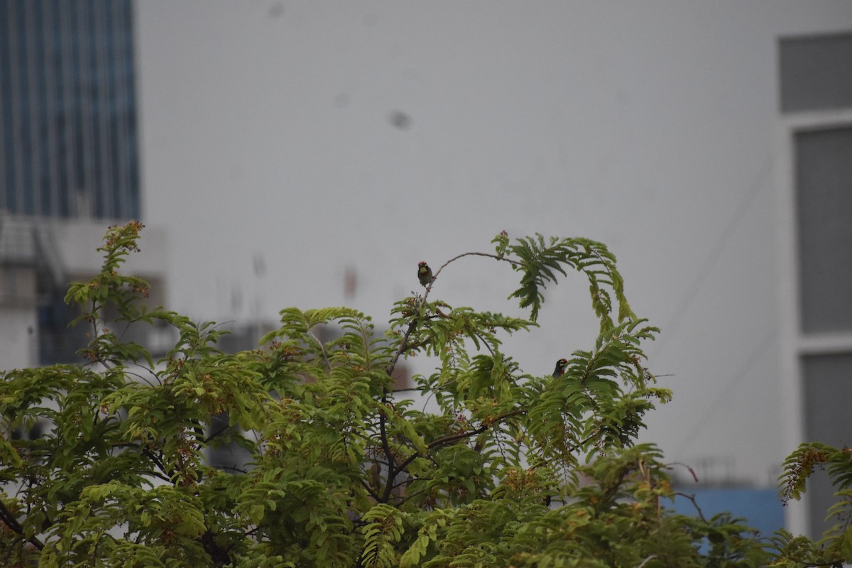 Coppersmith Barbet - ML646339029