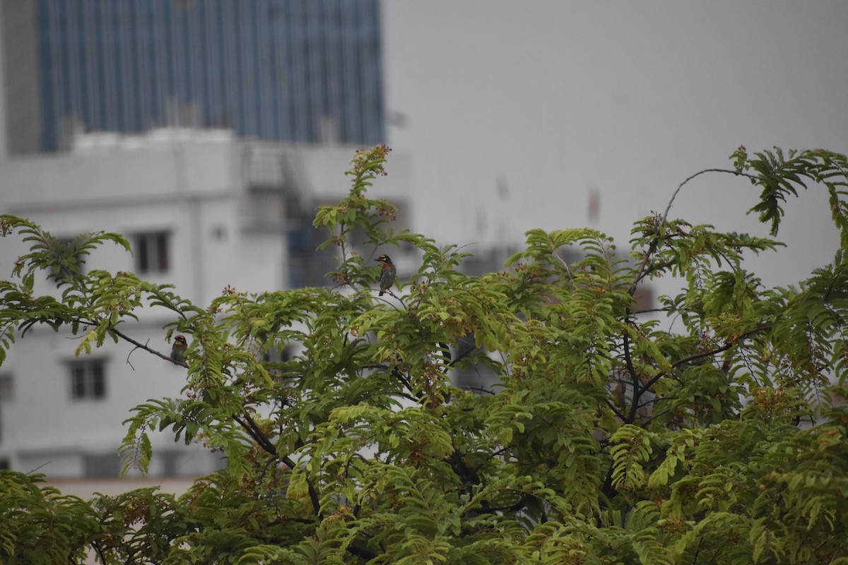 Coppersmith Barbet - ML646339030