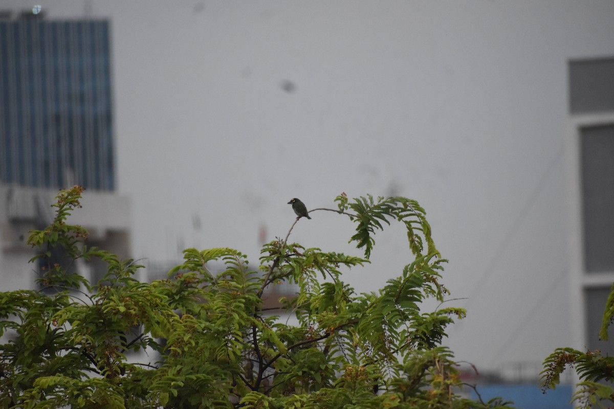 Coppersmith Barbet - ML646339031