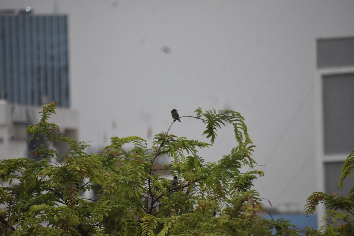 Coppersmith Barbet - ML646339032