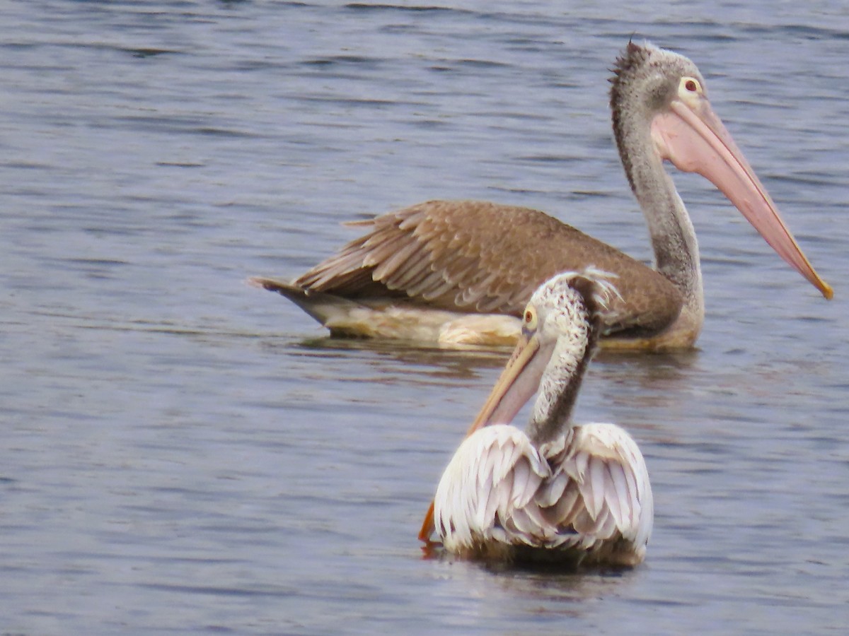 Hint Pelikanı - ML646339033