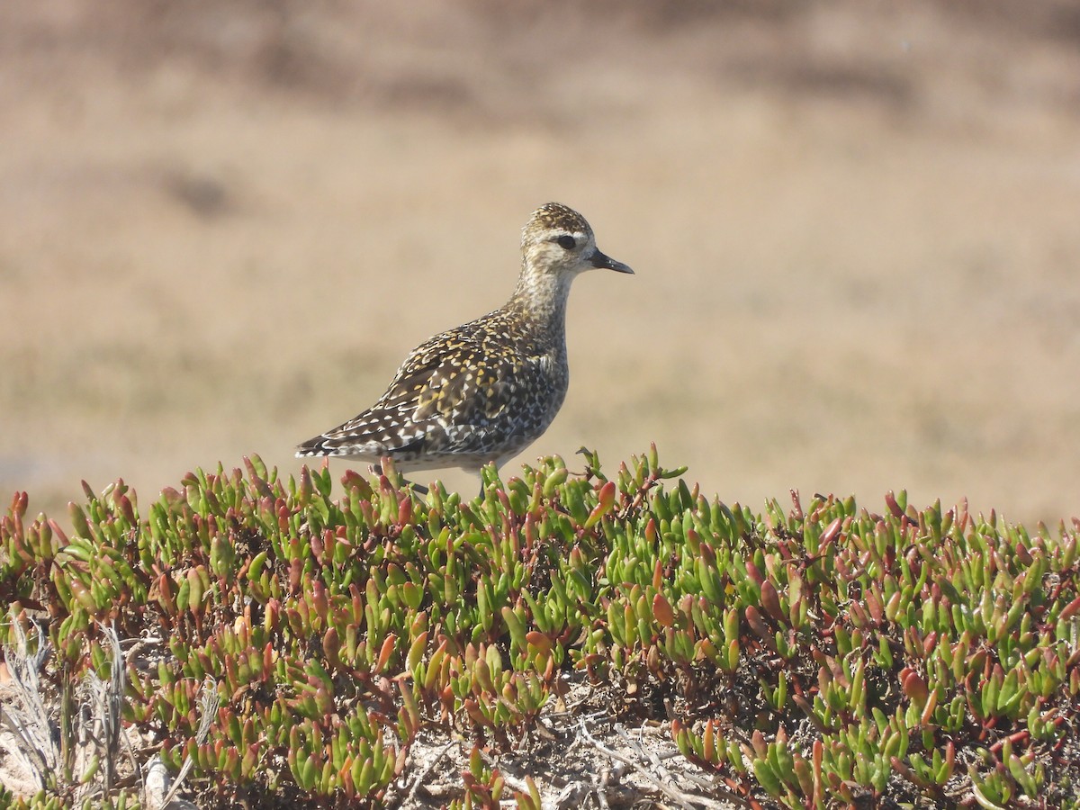 Pacific Golden-Plover - ML646339034