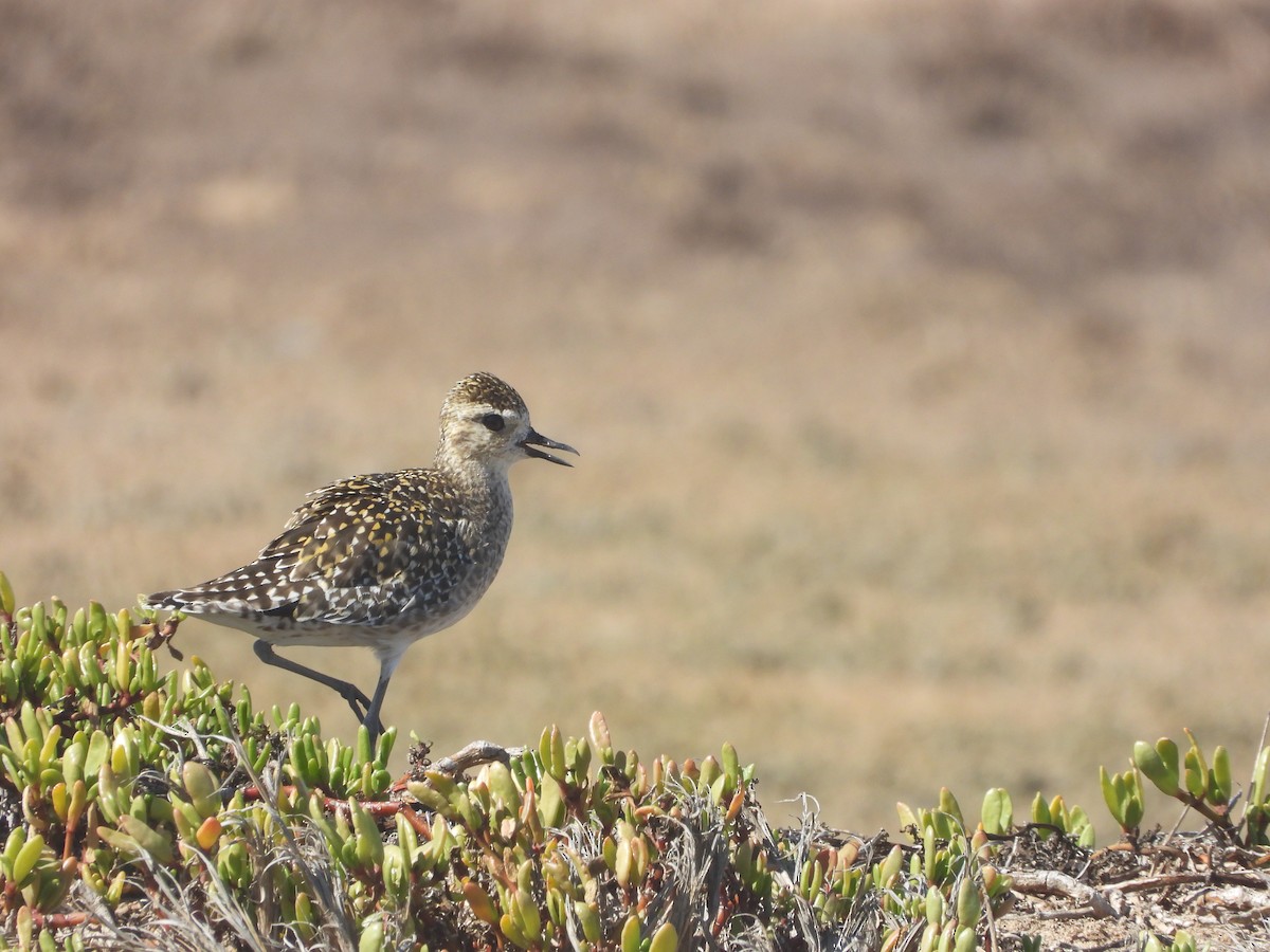 Pacific Golden-Plover - ML646339035