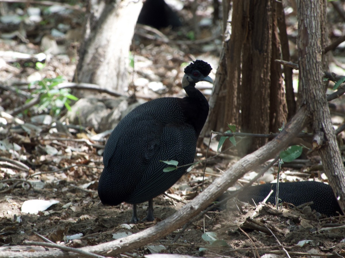Southern Crested Guineafowl - ML646339036