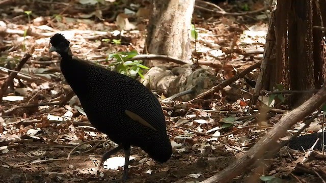 Güneyli Kıvırcık Beçtavuğu - ML646339037