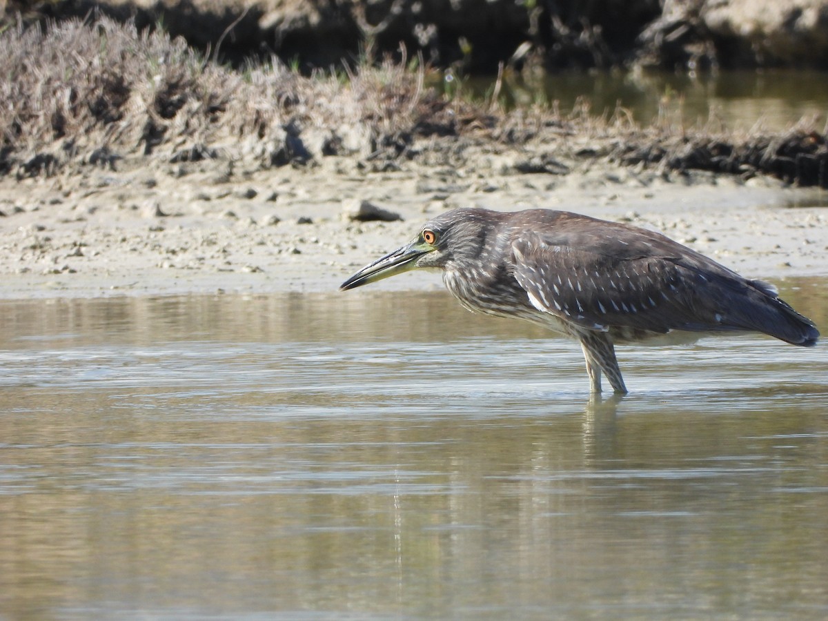 Black-crowned Night Heron - ML646339039