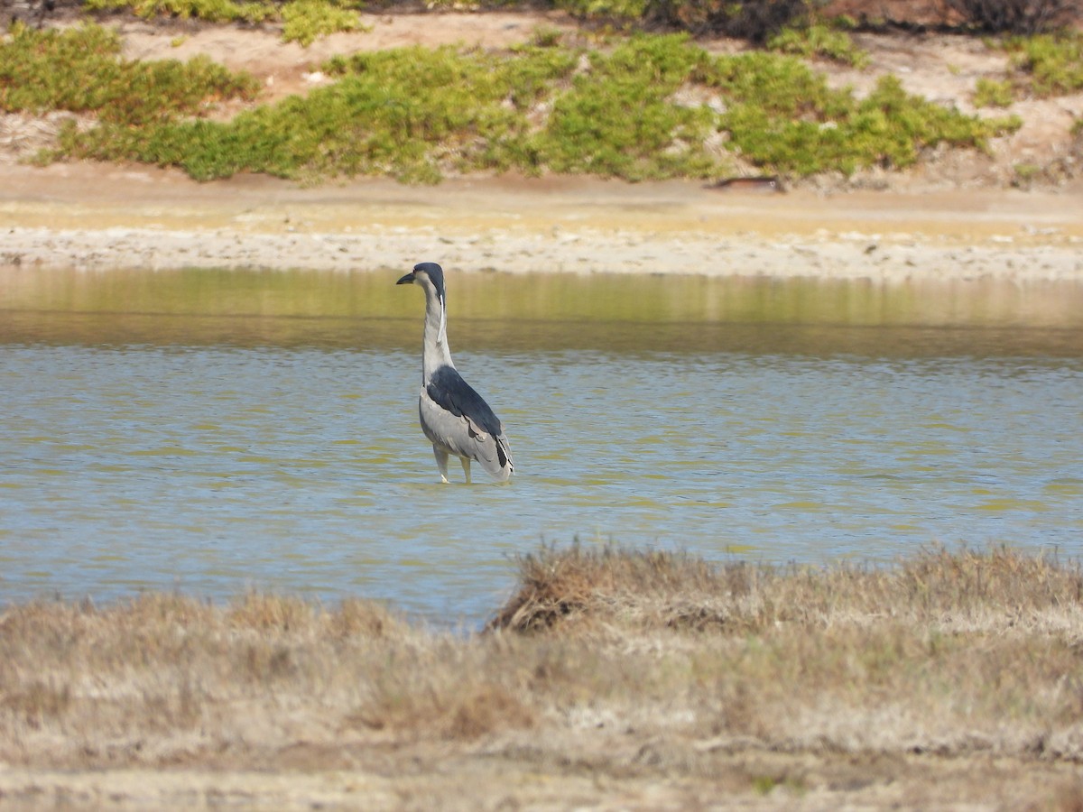 Black-crowned Night Heron - ML646339040