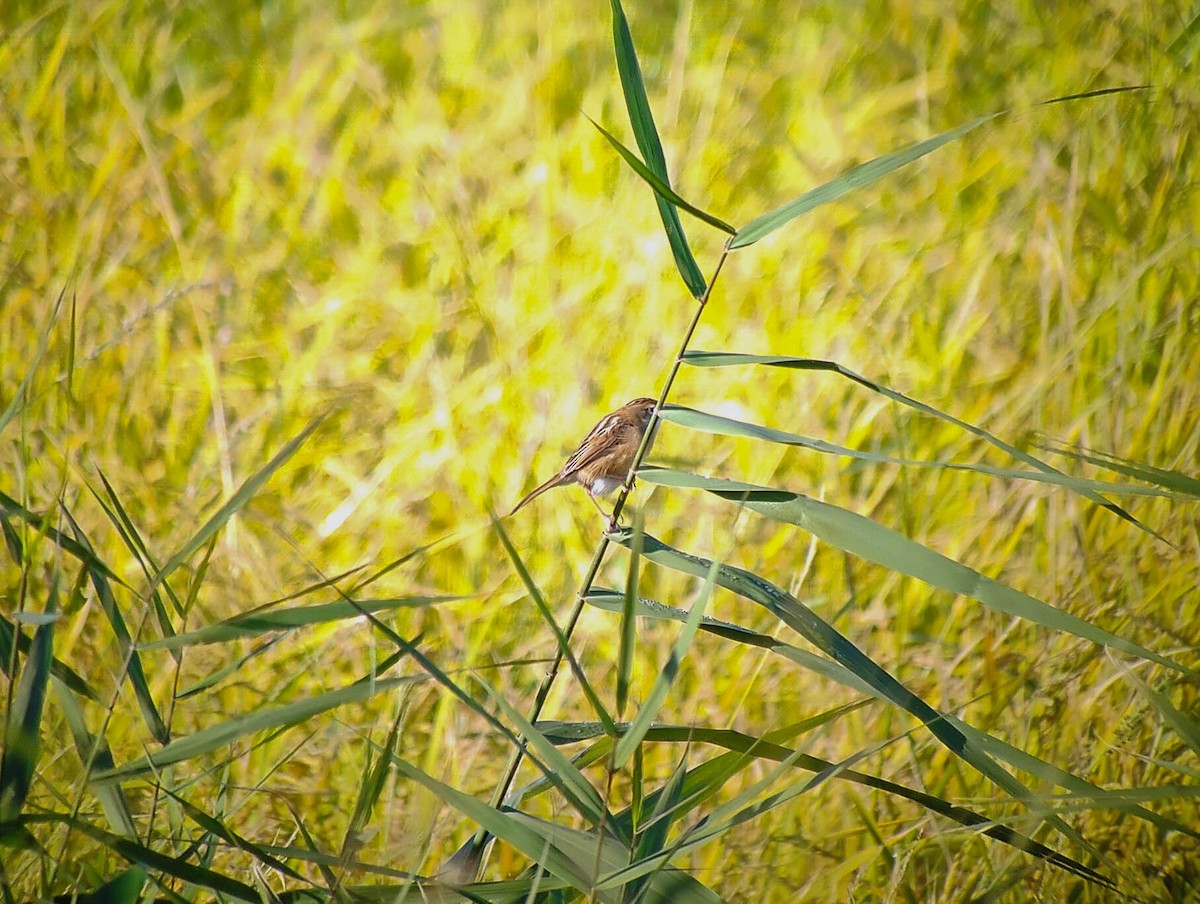 cistussanger - ML646339041