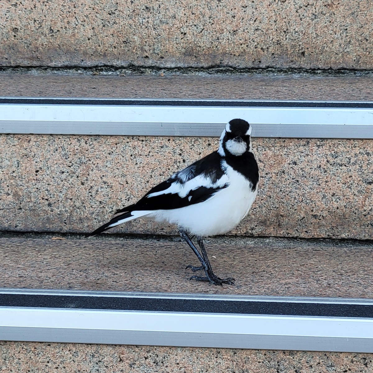 Magpie-lark - ML646339043
