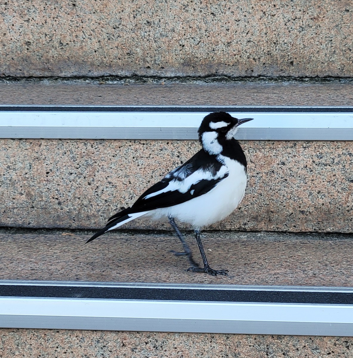 Magpie-lark - ML646339045