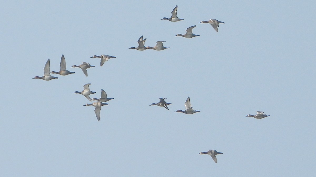 Common Pochard - ML646339046