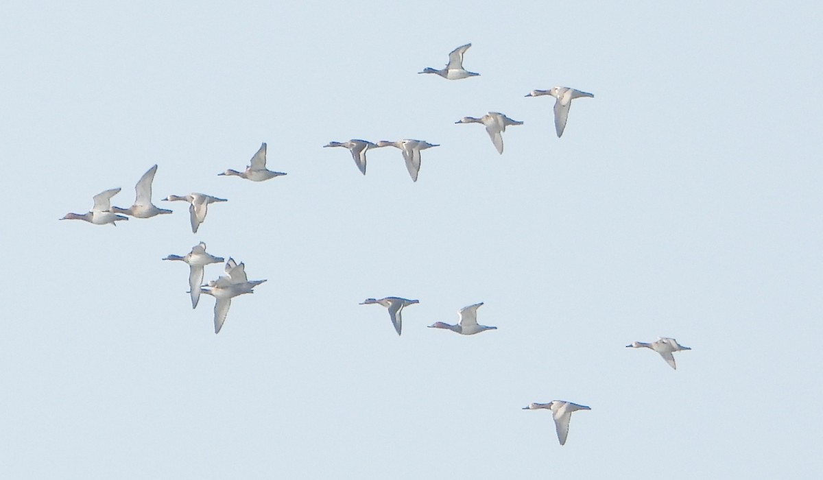 Common Pochard - ML646339047