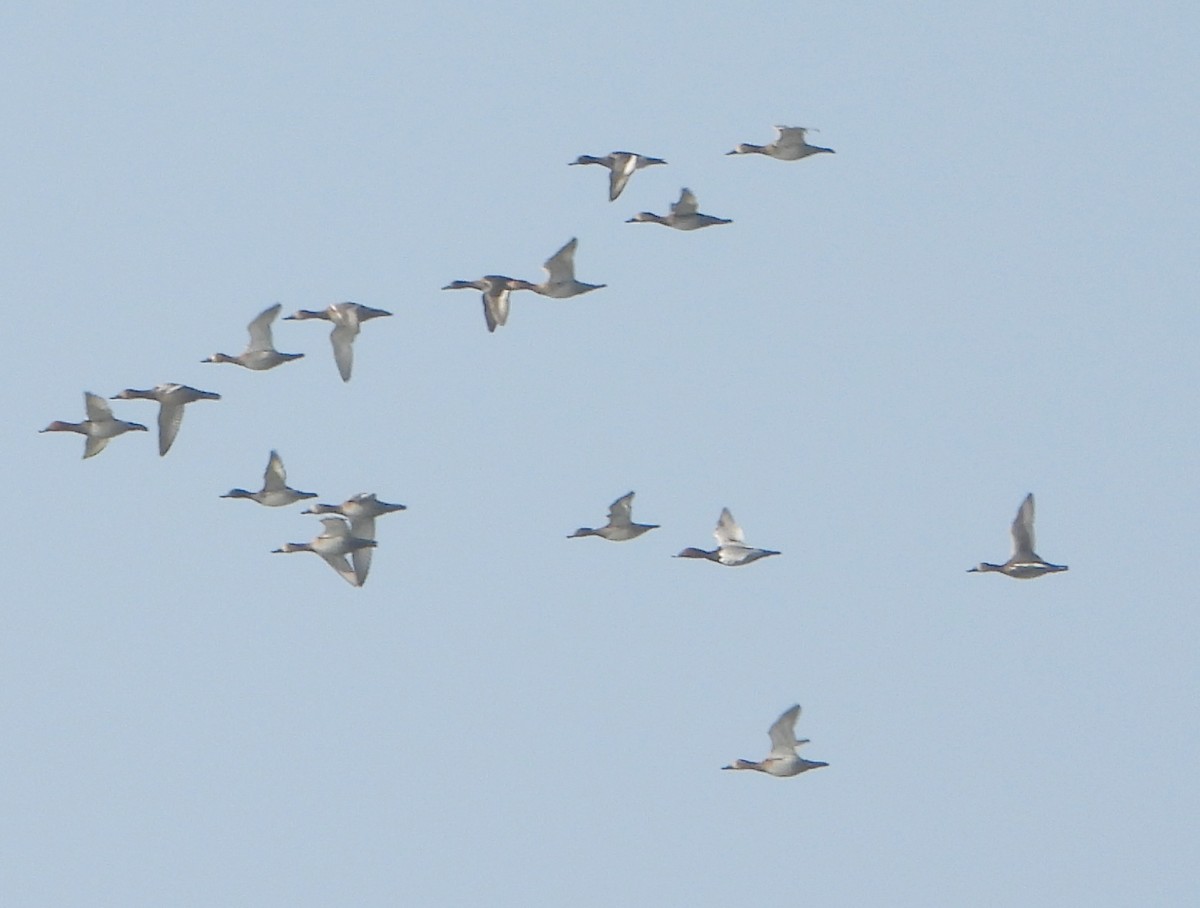 Common Pochard - ML646339048