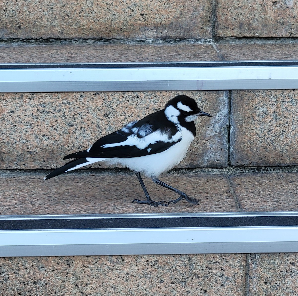 Magpie-lark - ML646339049