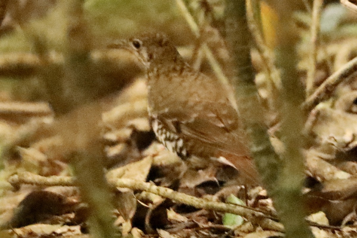 Russet-tailed Thrush - ML646339050