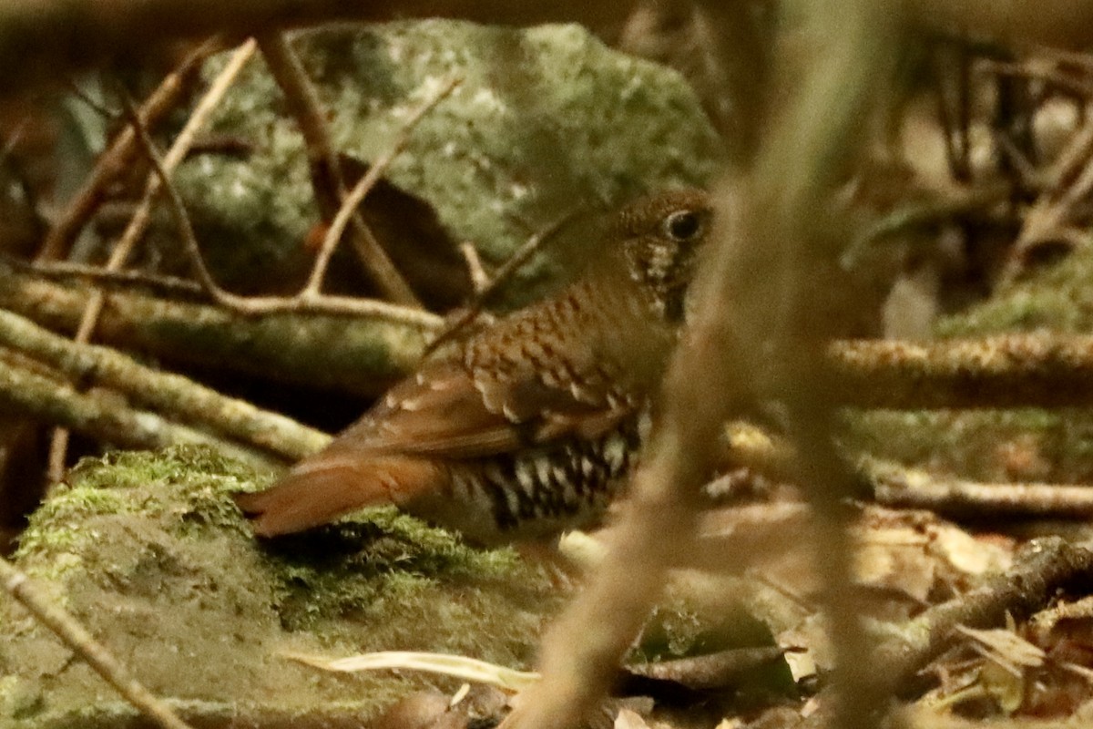 Russet-tailed Thrush - ML646339051