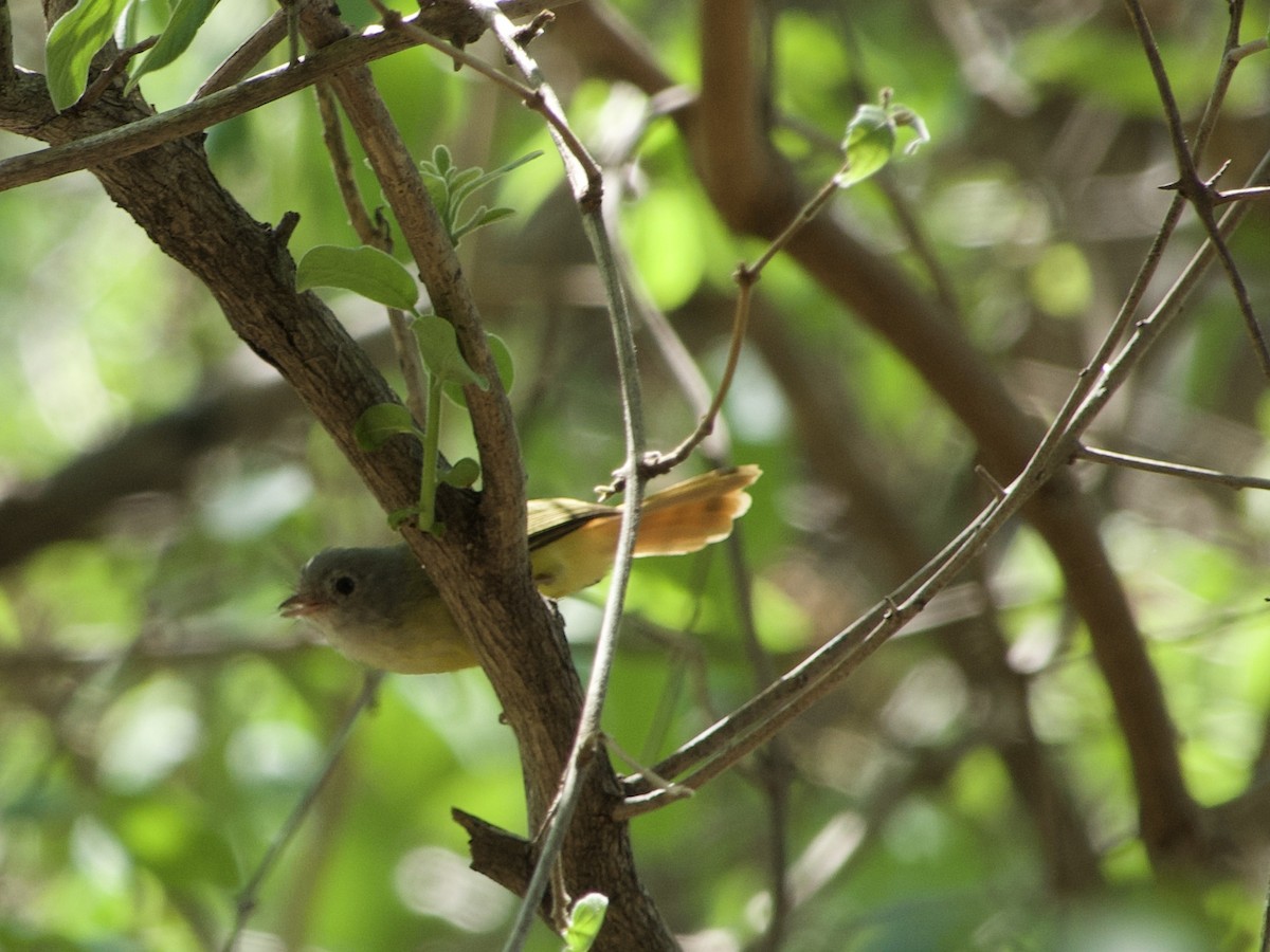 Livingstone's Flycatcher - ML646339052